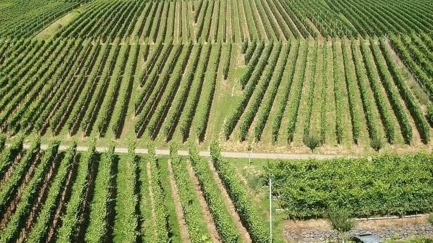 Cabina di regia al Masaf per sostenere e difendere la filiera italiana