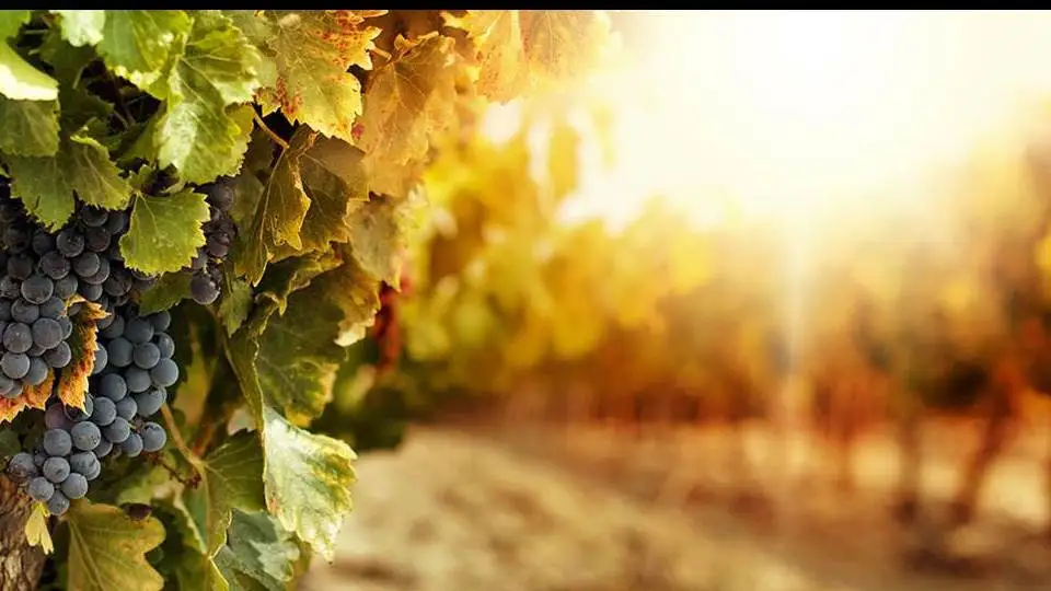 Parco Agrisolare: pubblicato il bando sui progetti, domande dal 27 settembre