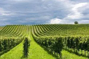 Boom di nuovi impianti in Inghilterra: si rischia un eccesso di offerta?