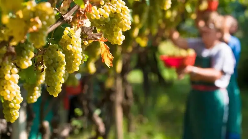 Dichiarazioni obbligatorie di vendemmia e di produzione di vino e/o mosto 2020/2021