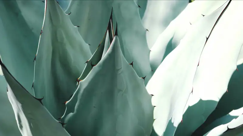 California, l'agave per gli alcolici soluzione contro la siccit&agrave;?