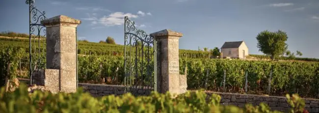La Guida Michelin debutta nel mondo del vino