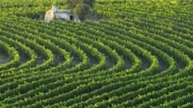 Agea definisce modalit&agrave; le operative per la misura della Ristrutturazione e della Riconversione dei vigneti