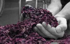 Modalità di vidimazione degli attestati rilasciati dalle distillerie e dagli acetifici