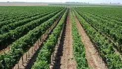 Salice Salentino, Bolgheri e Bolgheri Sassicaia, conferme per i rispettivi consorzi