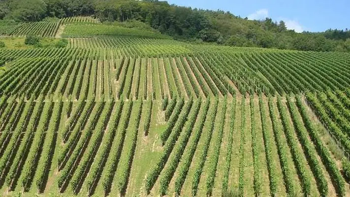 Banca nazionale delle Terre Agricole di Ismea: dal 7 marzo 20mila ettari all&rsquo;asta