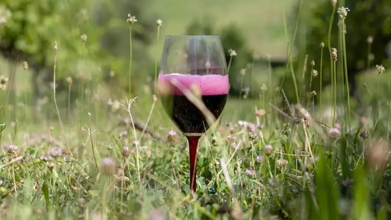 L'unione fa la forza: nasce ufficialmente il Consorzio Tutela Lambrusco