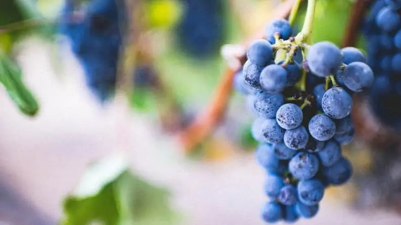 Piemonte Brachetto: cresce la produzione e cambiano le rese