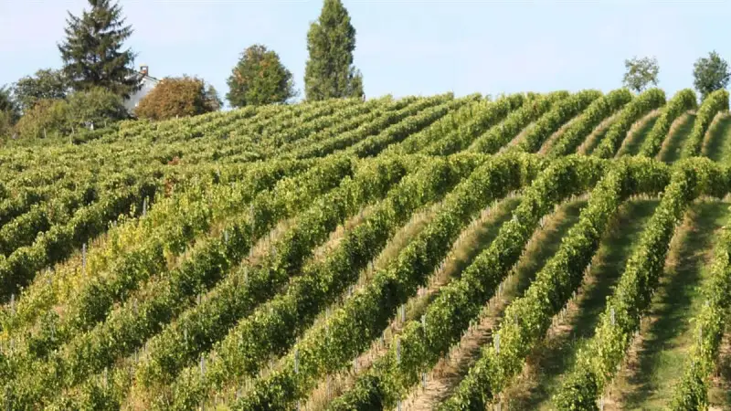 Il Crea scommette sui Distretti del vino: pi&ugrave; ricerche genetiche e digitale