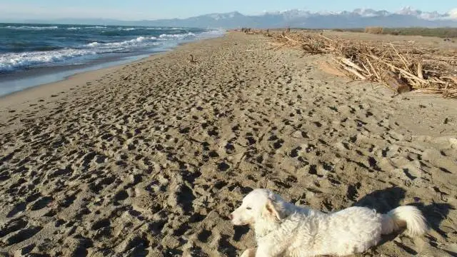 Spiaggia libera e selvaggia a Marina di Vecchiano