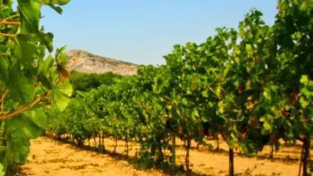 Proroghe di termini e deroghe per la ristrutturazione e riconversione dei vigneti