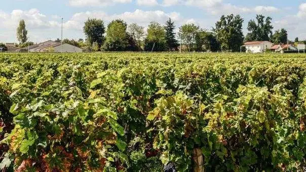 Il cibo del futuro? Biologico, a chilometro zero, tracciabile e sostenibile