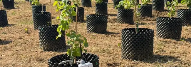Nasce Rivit&egrave;re, la prima vigna terapeutica in un ospedale pubblico italiano