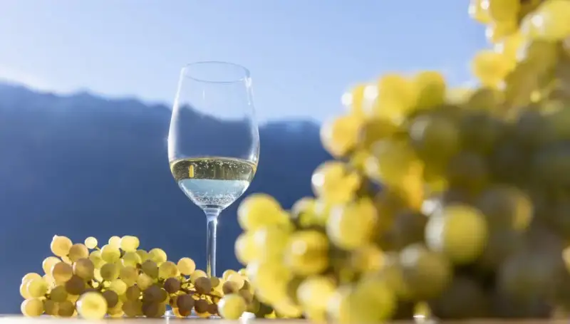 Climate change e sostenibilità: le nuove sfide per il vino nei corsi di ampelografia Oiv