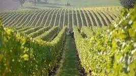 Gallinella: Italia presto primo Paese con sostenibilit&agrave; della filiera vitiviticola certificata