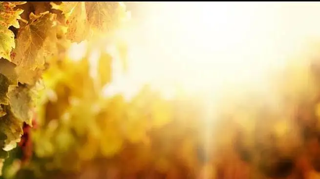 Incendi in tutta Europa, vigneti a rischio a Bordeaux