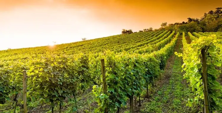 Agea, nuova proroga per ristrutturazione e riconversione vigneti