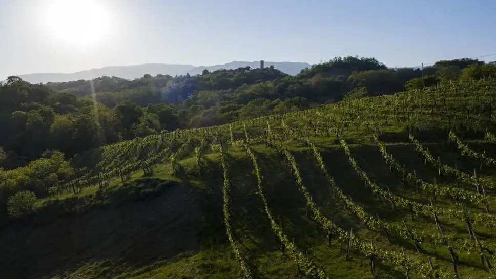 Il Covid non frena la corsa dell'Asolo Prosecco (+10%)