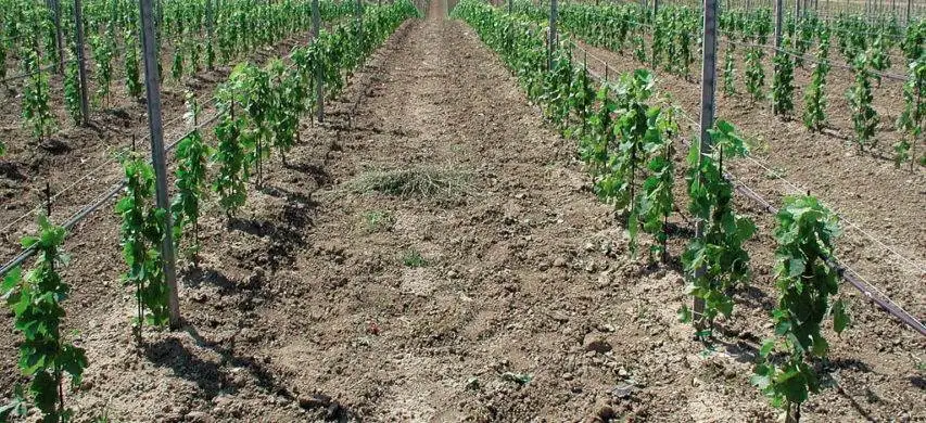 Iscrizione di nuovi cloni al registro nazionale delle variet&agrave; di vite