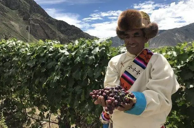 La vigna più alta del mondo? È in Tibet e ha vinto il Guinness