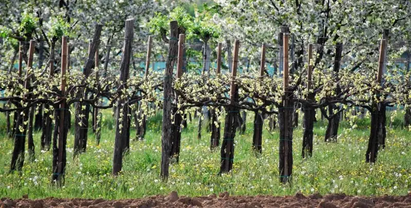 L'Asolo Prosecco adotta la riserva vendemmiale