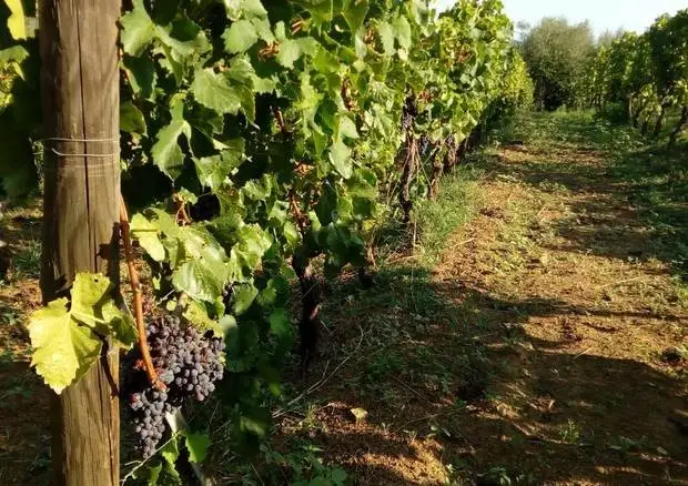 Decreto sulla riduzione delle rese: i chiarimenti di Agea