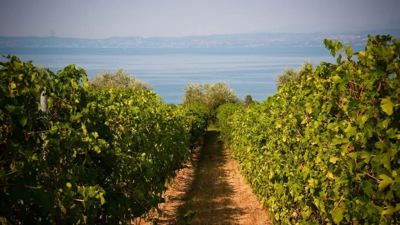 Sul Monte Baldo tra Bardolino e castagne, protagonisti dell'autunno