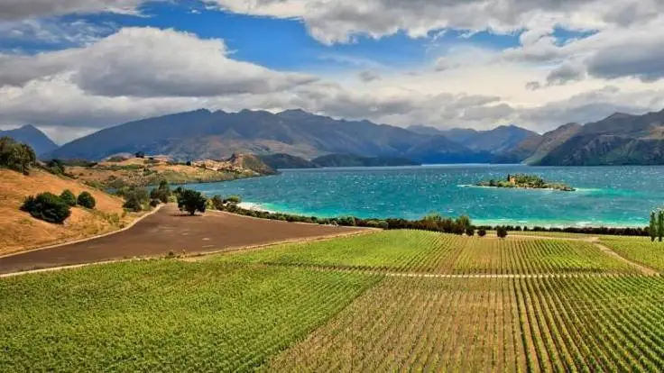 Domanda di vino in Nuova Zelanda ai massimi storici