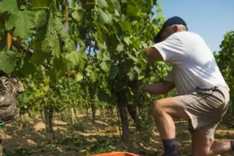 Oggi primo giorno di vendemmia, Centinaio: l'Italia confermer&agrave; primato di produzione