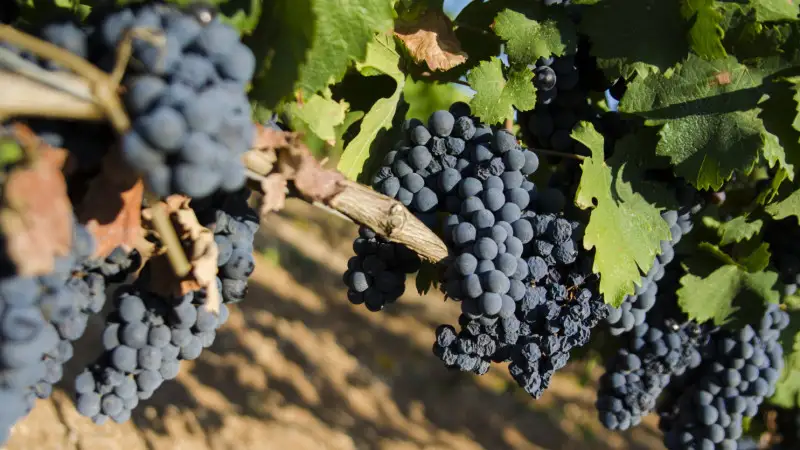 Primitivo di Manduria: pi&ugrave; controlli in vigna e stop alla rivendicazione di nuove superfici