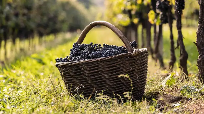 Vini del Montello: una nuova immagine del Consorzio e fondi a favore del centro Covid