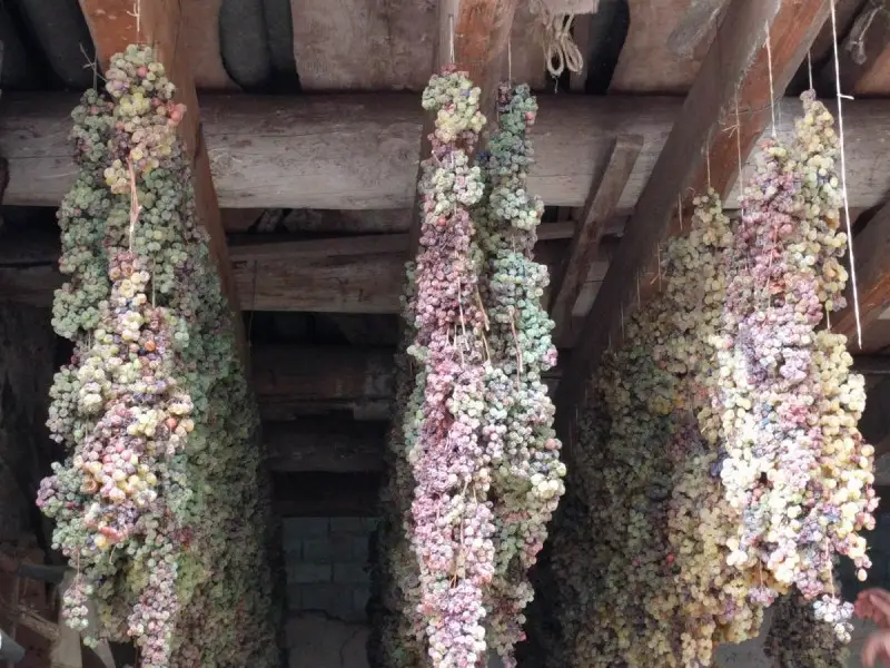 Dove nasce il Torcolato