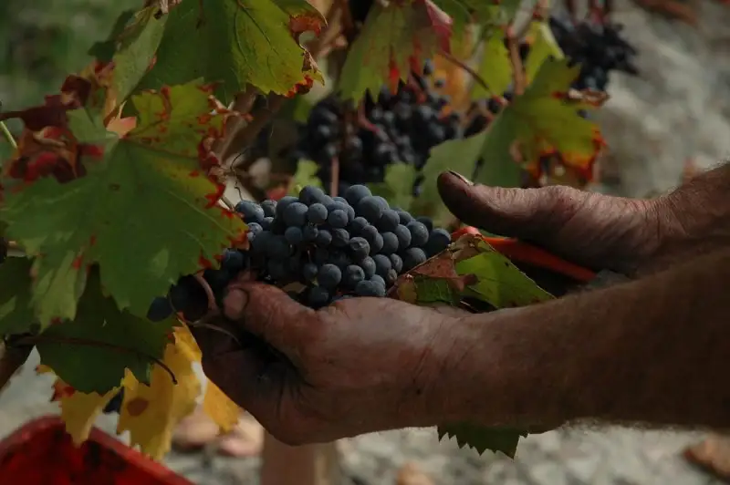 Le pratiche enologiche dell&rsquo;OIV integrate e pubblicate dalla UE in 21 lingue