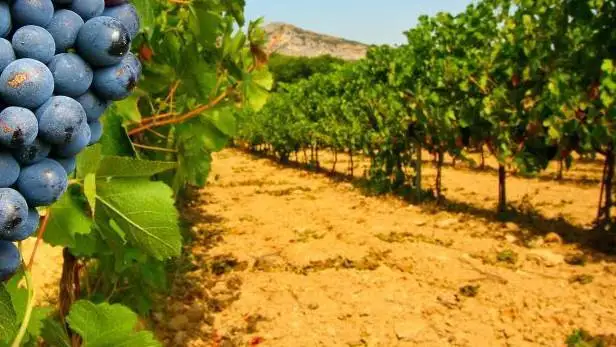 Parco Agrisolare: pubblicato nuovo elenco dei beneficiari