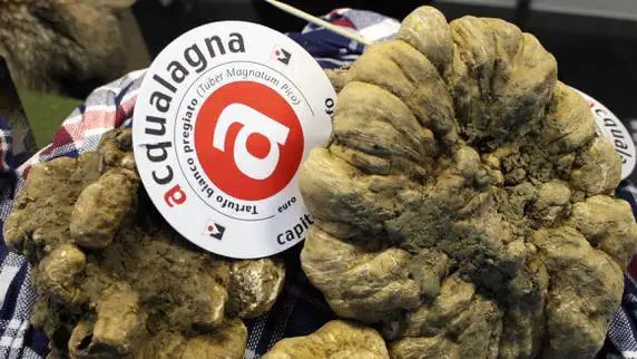 Autunno nelle Marche, un itinerario per scoprire le terre del tartufo