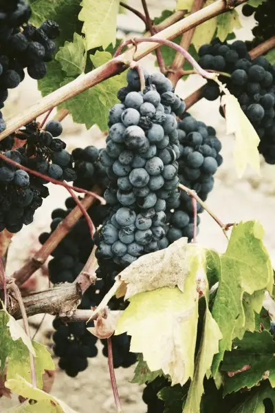 Masaf: deroga al 3% per la ristrutturazione dei vigneti nelle aree colpite da peronospora
