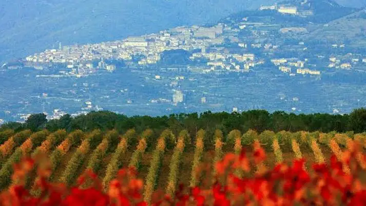 Mipaaf conferma incarico al Consorzio della Doc Cortona