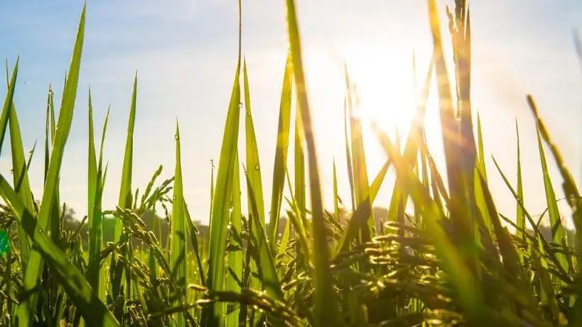 Al via consultazione pubblica Ue sulla valutazione della Pac