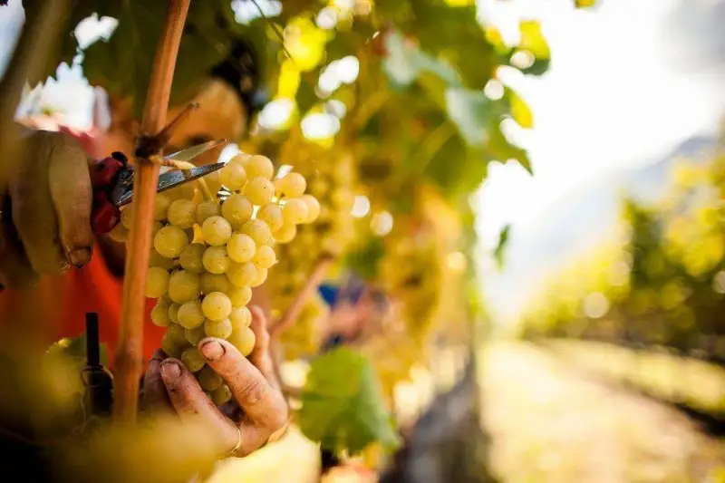Vino: online vademecum controlli campagna vendemmiale 2018/2019