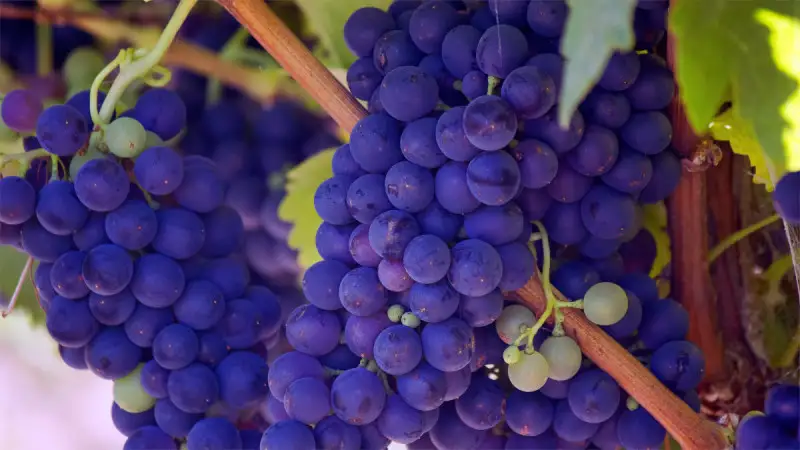 Proroga della durata delle autorizzazioni per gli impianti viticoli