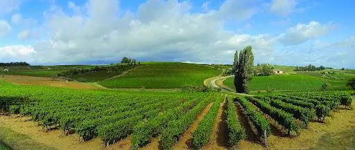 Vini DOC e DOCG Frascati superiore verso la modifica temporanea dei disciplinari di produzione