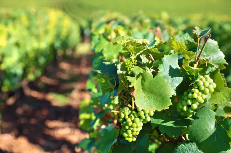 Francia, distillazione  e innovazione al centro del settore vitivinicolo
