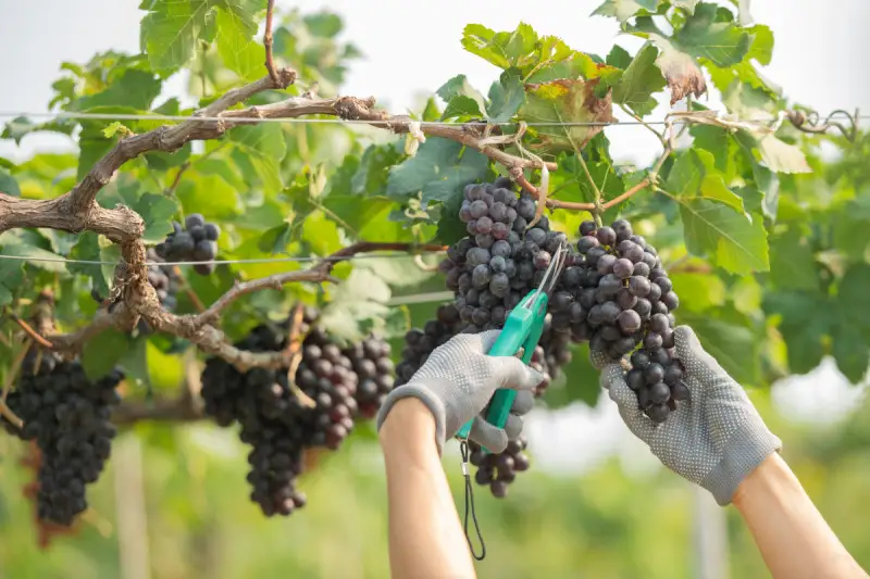 Investimenti per la sostenibilità della produzione vinicola, definite le norme nazionali