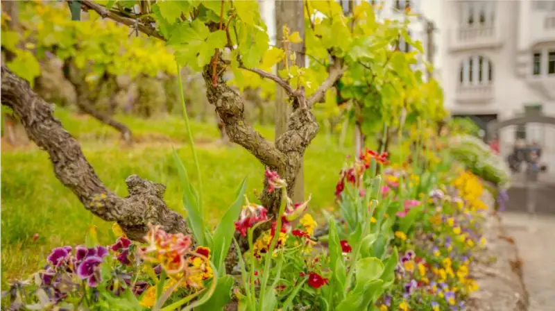 Urban vineyards association