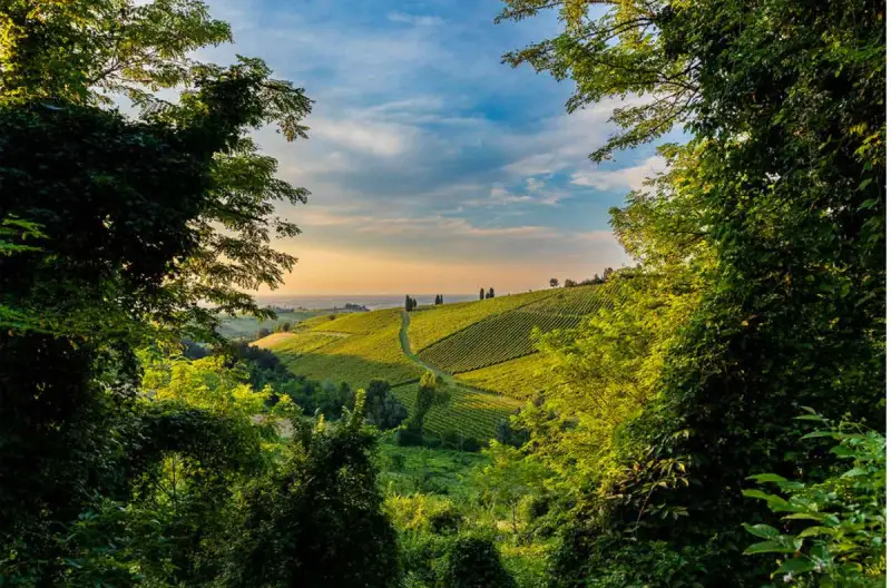 Un vigneto dell&rsquo;Oltrep&ograve; in una delle foto vincitrici dell&rsquo; Errazuriz Wine Photographer of the Year