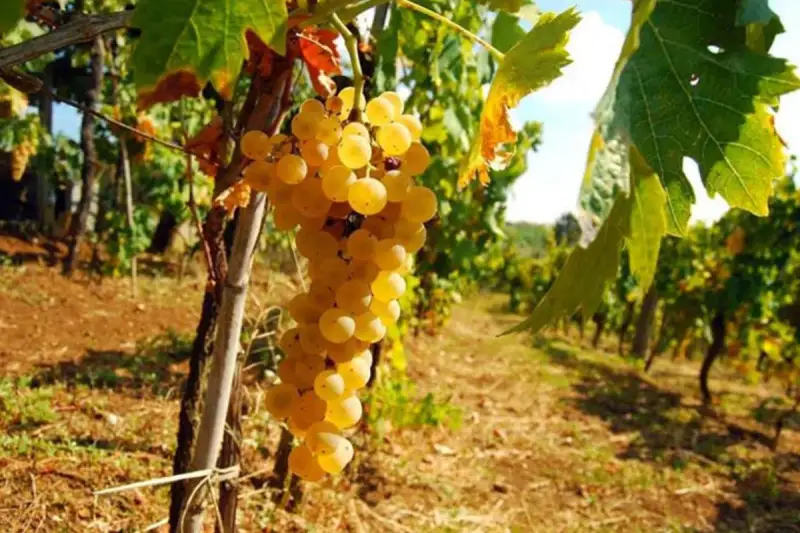 Asti Docg: progetto sperimentale su varietà aromatiche resistenti