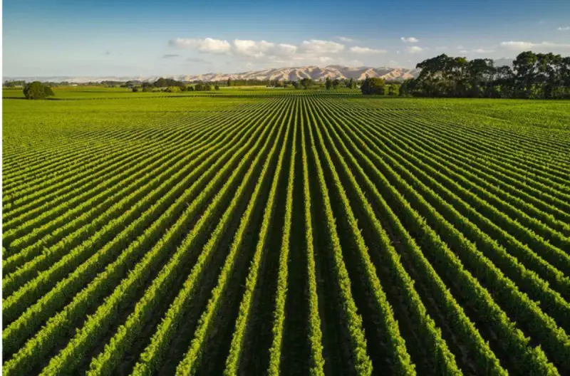 The World's 50 Best Vineyards: svelata la lista 51-100 (Europa al top)