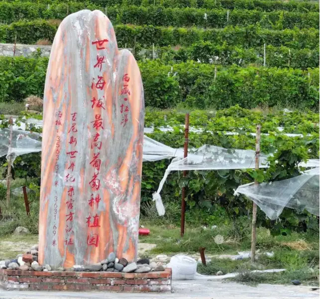Vigneti a 3.700 metri: il Tibet mette alla prova i limiti del vino