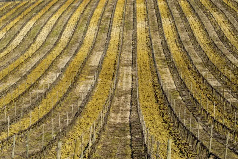 Bordeaux lancia un fondo da 20 milioni di euro per affrontare la crisi dei vigneti