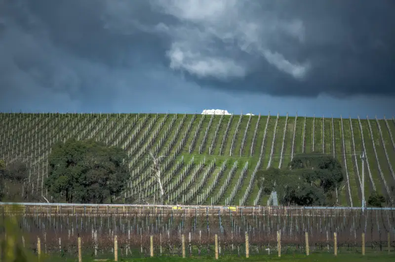 Stati Uniti: il gelo mette a rischio la prossima vendemmia lungo la costa orientale
